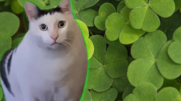 【Cat meme】The story of how I led my class to eat all the clovers in the school in the second grade