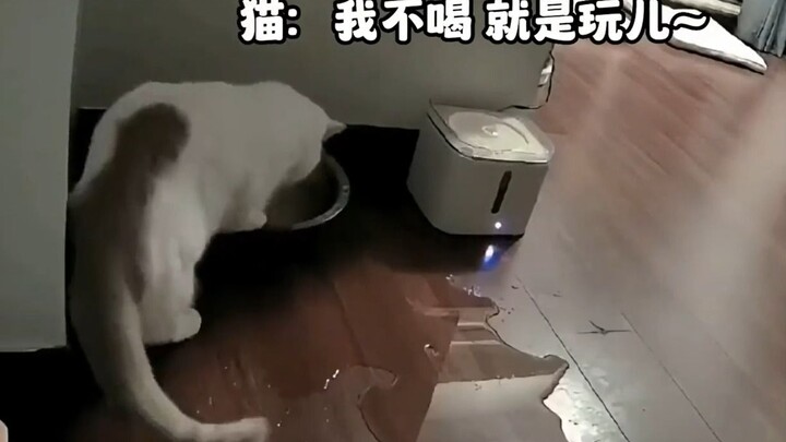 คู่มือห้ามเลี้ยงแมว