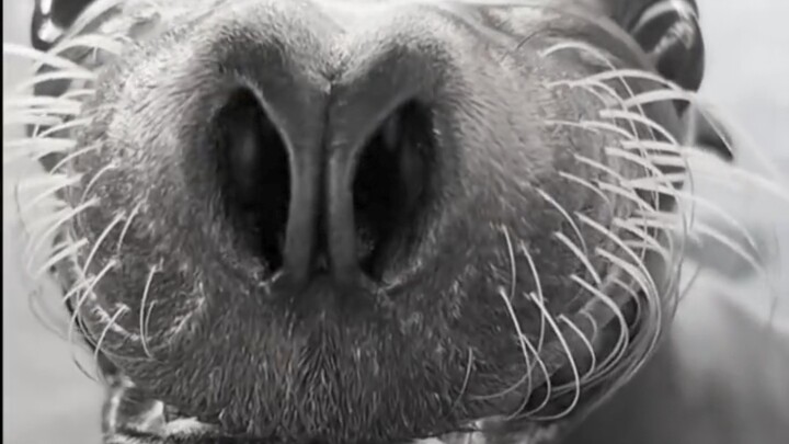 "Things That Cannot Be Used for Hanging"