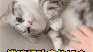 It turns out that the cat's belly-turning was a misunderstanding. Do you still want to pet it?