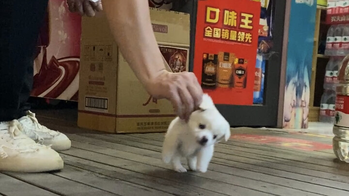 เมื่อเจ้าของซูเปอร์มาร์เก็ตที่ไม่ชอบสุนัข ถูกลูกสุนัขถูกทอดทิ้งตามติด～