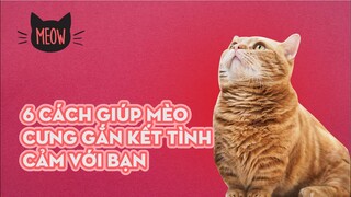 6 Cách Giúp Mèo Cưng Gắn Kết Tình Cảm Với Bạn | Meow | Coi Là Ghiền