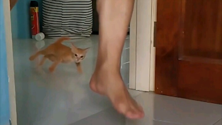 "The faster the curve, the faster it is. What cat can't accelerate in a straight line?"