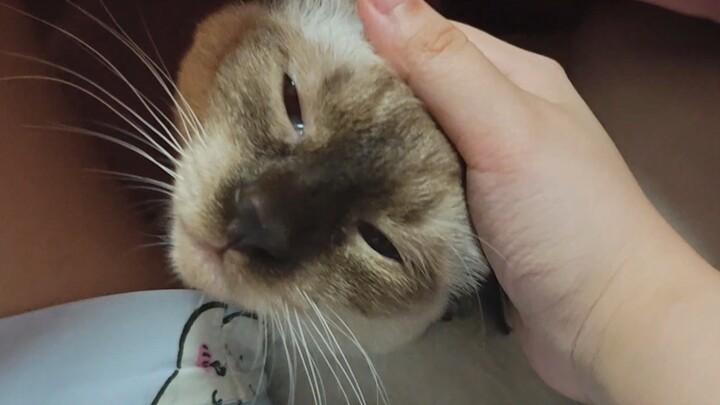 Đại ca, nó xuất hiện ngay giữa đũng quần rồi meo!