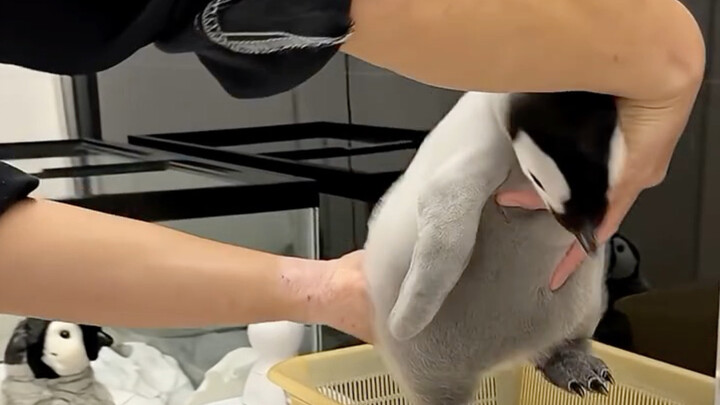 Little Emperor Penguin Gets Weighed—So Well-Behaved!