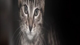 KENAPA KUCING DI SEBUT HEWAN YANG TIDAK PERNAH SALAH ADA YANG TAU?🤔