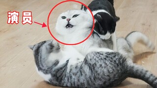 《心 机 猫》豆瓣8.0，猫的心机能深到什么程度？
