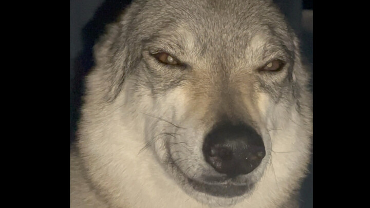 Akhirnya Bisa “Mencuri” Anak Anjing Secara Terang-terangan!