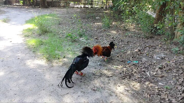 Sweater Vs. Aseel-Boston Roundhead :)