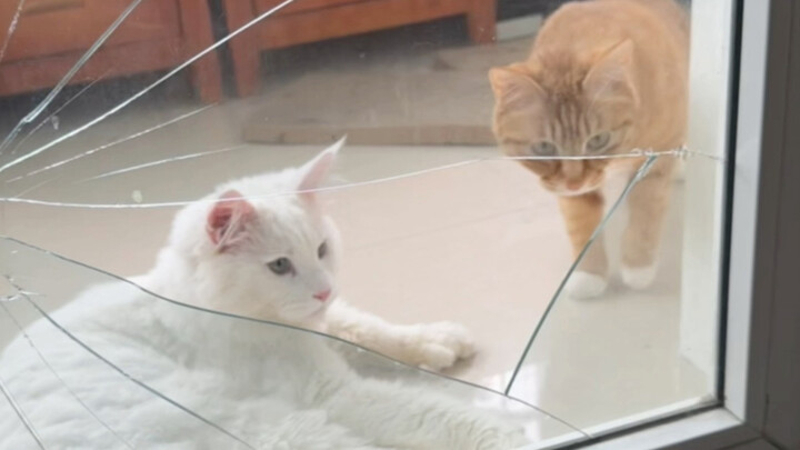 A Cat with Good Intentions That Backfired