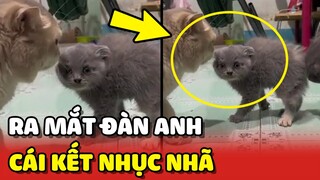 Khi mèo con RA MẮT đàn anh và cái kết NHỤC NHÃ 😂 | Yêu Lu