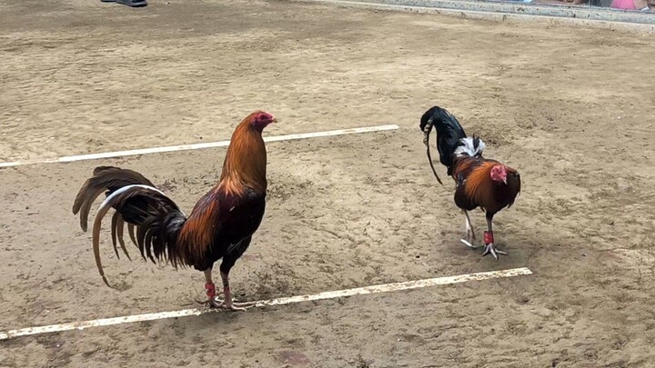 Event: Fastest kill @LAC first fight. Di pasok sa FK basta panalo.