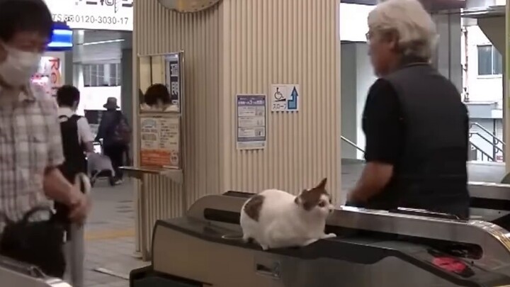 A cat lying at the ticket gate waiting for its owner~