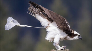 العقاب السمّاك، المعروف أيضًا باسم صقر السمك، بطل فئة التغوط في عالم الطيور الجارحة!