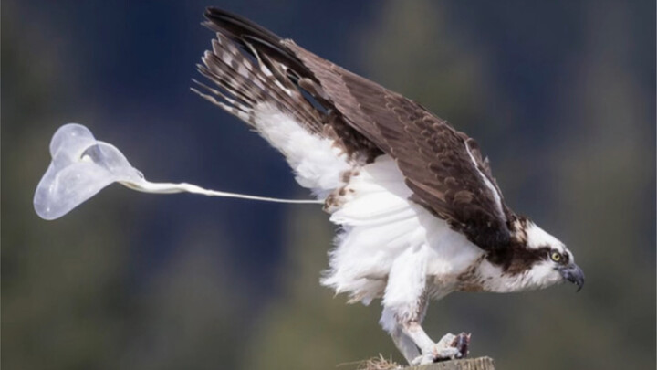العقاب السمّاك، المعروف أيضًا باسم صقر السمك، بطل فئة التغوط في عالم الطيور الجارحة!