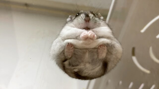 Look at the hamster from a different angle and you will find something new