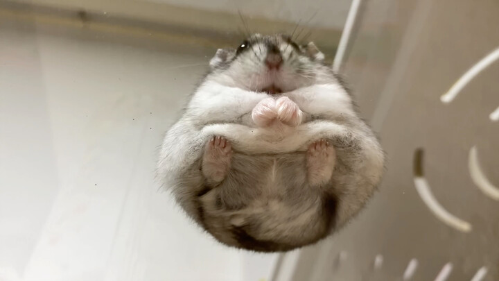 Lihatlah hamster dari sudut pandang yang berbeda dan Anda akan menemukan sesuatu yang baru