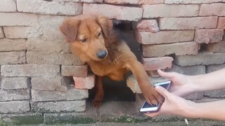 Anjing menonton videonya sendiri