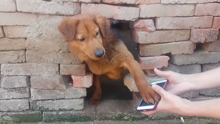 Dog watching its own video