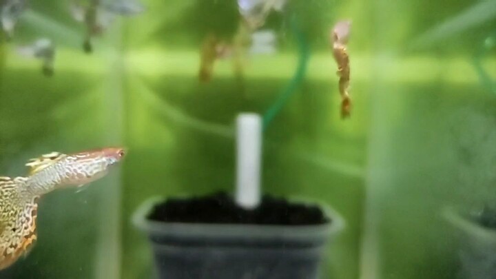 guppy
