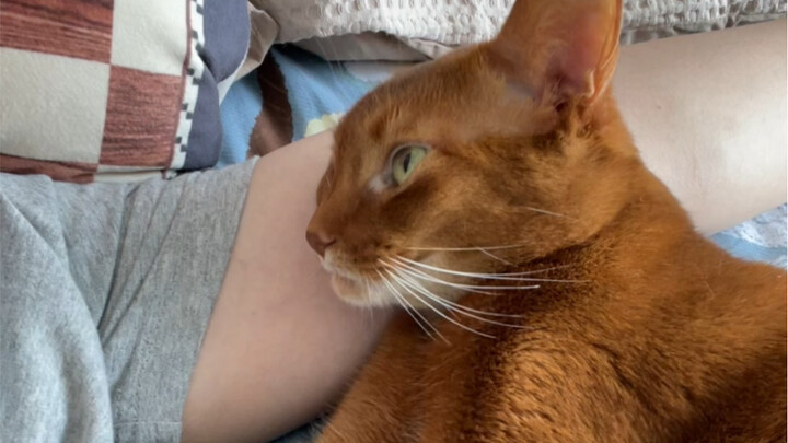 This kind of high-level operation? Even a pro cat can’t pull it off…