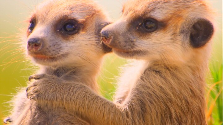Meerkat, a psychologist with a bachelor's degree, who hangs out in the dark circles