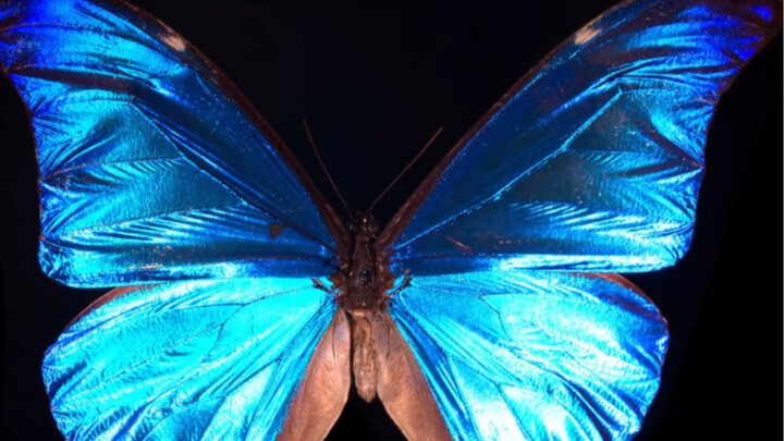 Banyak netizen yang berharap saya bisa memelihara kupu-kupu morfo biru berukuran besar, itulah sebab