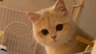 "หน้าตามันดูมีมารยาทนะ"