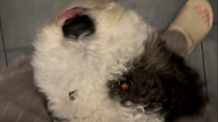 يا للعجب! كلبي يستطيع التعرّف بدقة على الصينيين في الخارج!