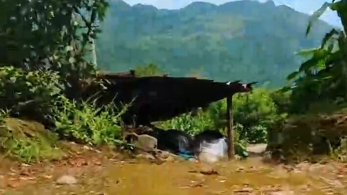 Cat's first perspective: I called Qianqian to come back and catch mice. The mice in the kitchen loft