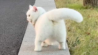 这就是传说中的猫步吗