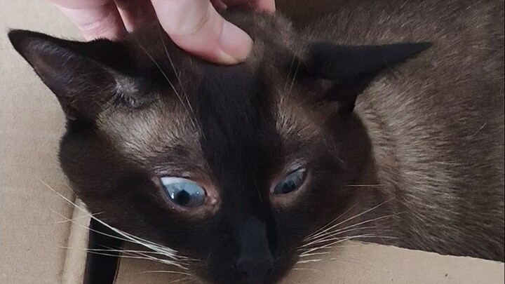 Treasure Ingots Armor, Combine!