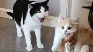 The little kitten saw a big cat for the first time and was attacked by roars. The orange cat Pigskin