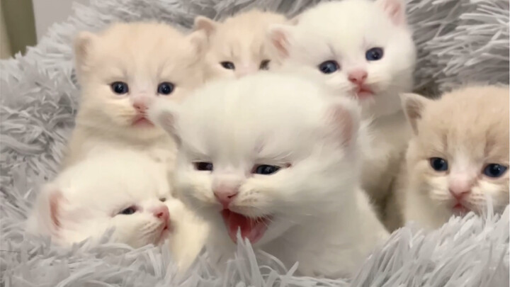 ตอนแรกเกิดมาทำฉันอึ้งจนแทบร้องไห้ ไม่คิดเลยว่าเลี้ยงไปเรื่อยๆ จะมอบความเซอร์ไพรส์ใหญ่ขนาดนี้ให้!