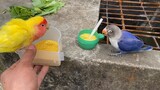 [Hewan]Dua burung beo berbeda warna, mereka bertemu satu sama lain