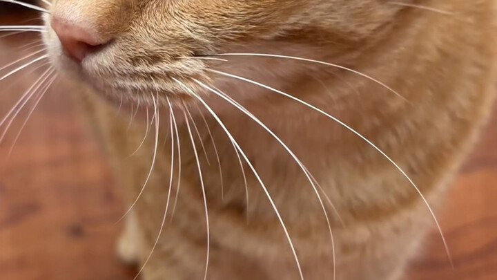 Advice! If you’re going out to have fun, be sure to give your pet at home a clear heads-up!