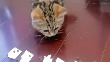 When I let the cat pick its own name, this world is just too crazy!