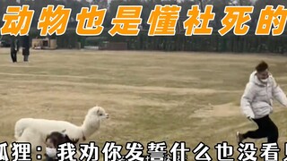 动物也懂社死，估计小鸭子就听见了烤鸭两个字，它看起来好无辜