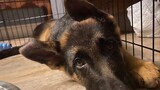 Dog Video | My German Shepherd Dog Doesn't Have Food Aggression