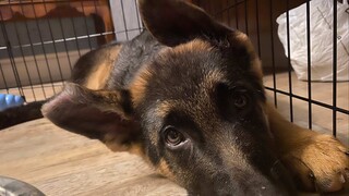 Dog Video | My German Shepherd Dog Doesn't Have Food Aggression