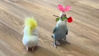 收下哥的花，忘掉那个他