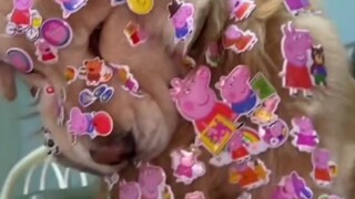Don't keep a dog, it's not good for the dog
