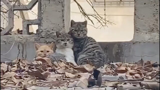 Hahaha, the cat has full signal.