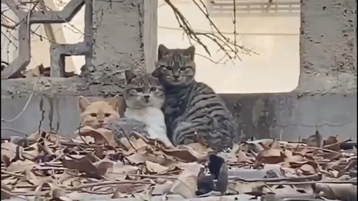 Hahaha, the cat has full signal.