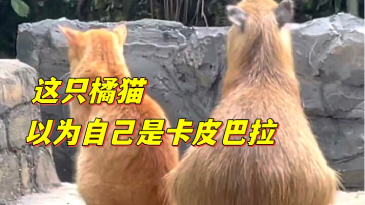 See? This is what it looks like when cats and other animals live together harmoniously.