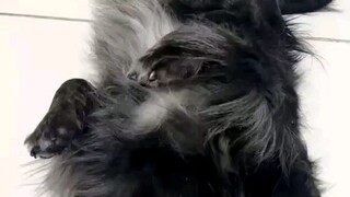 A Dachshund's Adventure