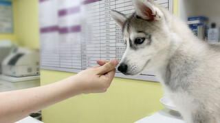 [Satwa] [Dog Person] Membujuk Husky minum obat dengan bapao