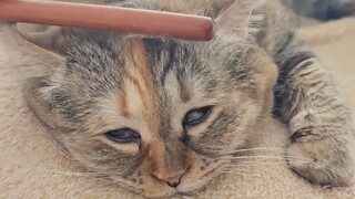 温馨治愈的小猫梳毛