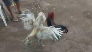 Lagbas Bulik vs Black