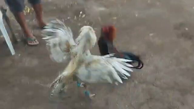 Lagbas Bulik vs Black